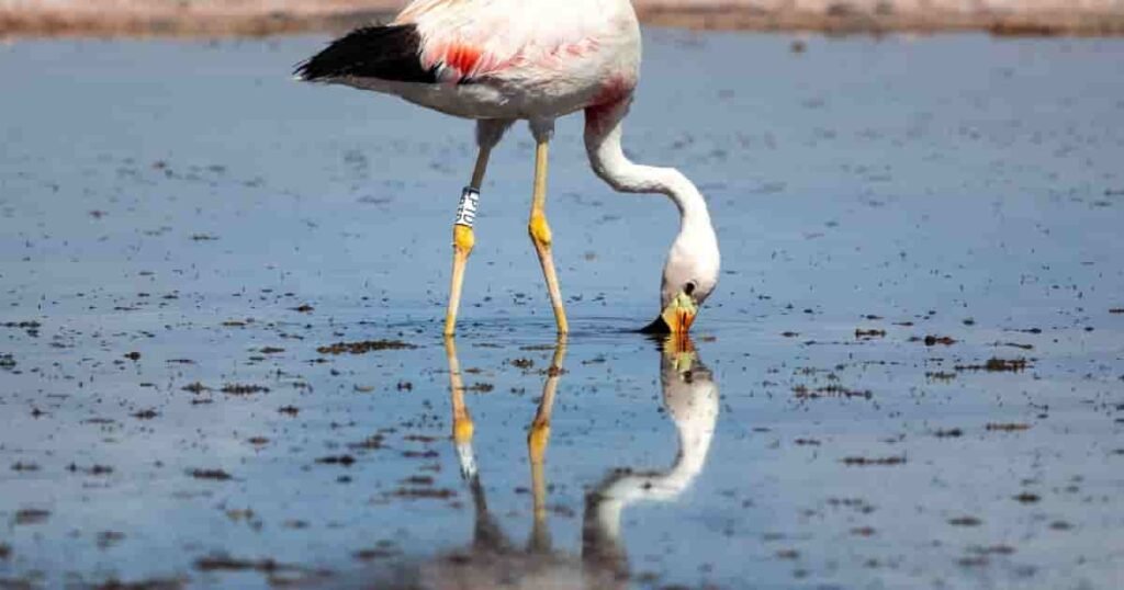 Flamingos at Lake
