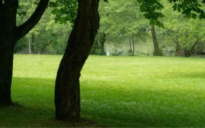 Yellow area in park