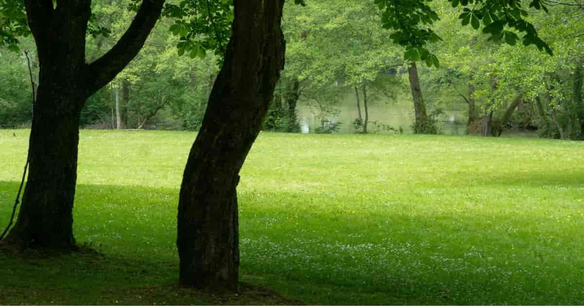 Yellow area in park