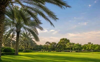 Green park with an open lawn, tall palm trees, and a clear blue sky in a natural outdoor setting