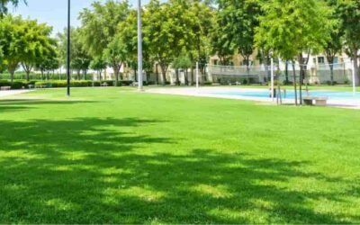 Sunlit park with lush green lawn, shaded trees, sports net, and clear blue sky in a peaceful outdoor setting.
