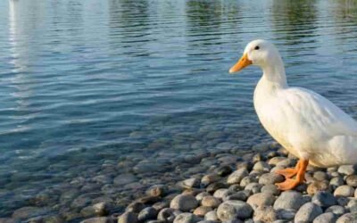Duck in Al Hayer Lake Park in Al Ain