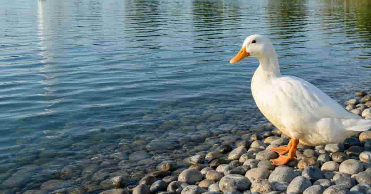 Duck in Al Hayer Lake Park in Al Ain
