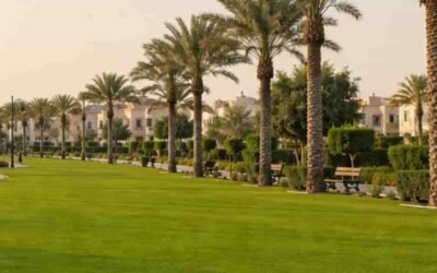 Green lawn, Palm Trees in Al Wahah Park