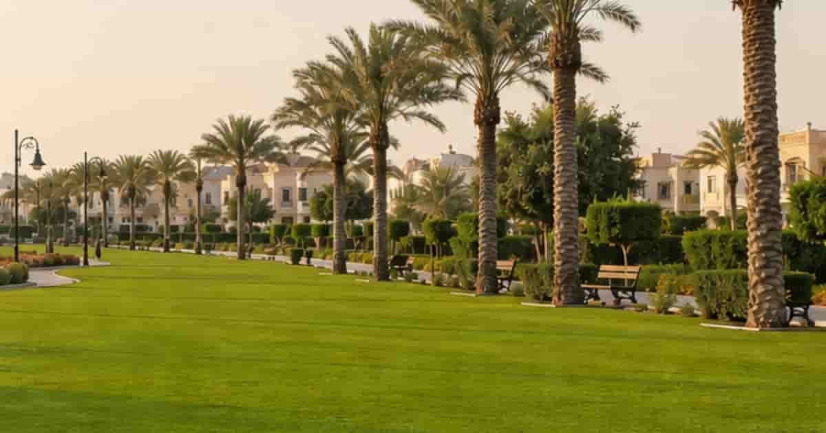 Green lawn, Palm Trees in Al Wahah Park